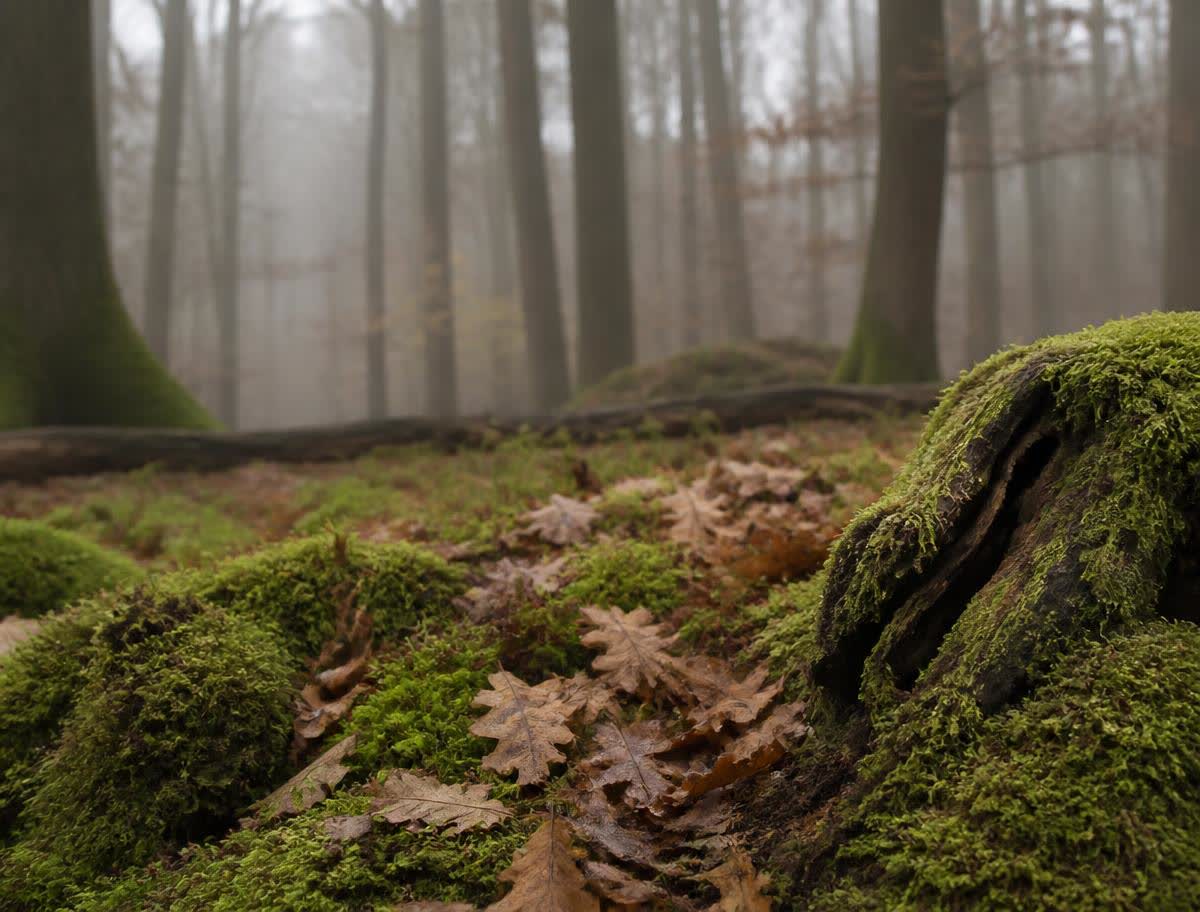 Ruhiger Waldboden mit Moos und Eichenlaub im Morgennebel